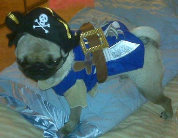 /images/uploads/pug nation rescue of los angeles/pugnation2021/entries/15355thumb.jpg